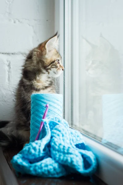 Maine Coon gatinho e tricô de fios azuis brilhantes e um gancho de crochê em uma janela escura contra uma parede de tijolo branco. Foco suave seletivo . — Fotografia de Stock
