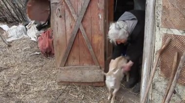 Gri saçlı çok yaşlı bir kadın ahırın eşiğinde küçük bir keçiyle oynuyor. Yoksulluk sınırının altında bir hayat. Köyde yaşlı erkeklerin yalnızlık kavramı.