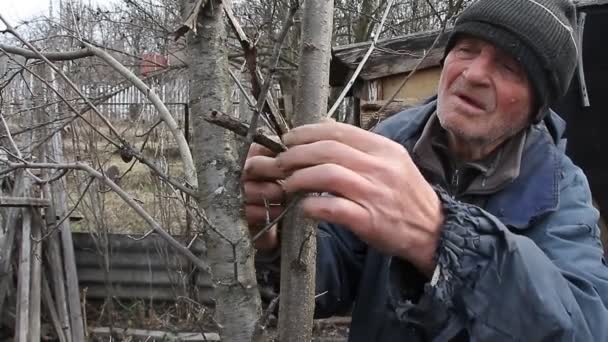 一位非常老的老人在春天检查花园树木 然后花落 去去为新赛季准备的树枝 生活在贫困线以下 村子里老人的孤独 — 图库视频影像