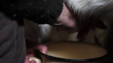 Yaşlı kadının ellerinin yakın çekimbir keçi, evde keçi küçük çiftlik ve köyde sağlıklı ve doğal beslenme