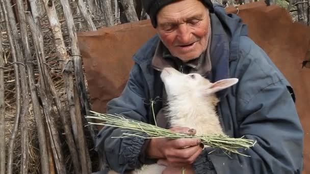 非常に年老いた病気の男は ヤギを手に持って 餌を与える便の上に座っています 村での生活自然経済の概念 — ストック動画
