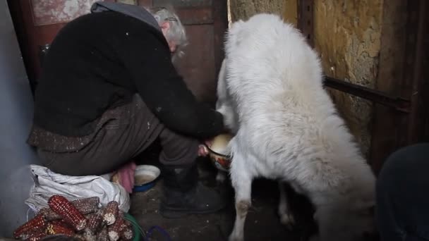 Uma Velha Ordenhando Uma Cabra Cabras Agregado Familiar Pequena Fazenda — Vídeo de Stock