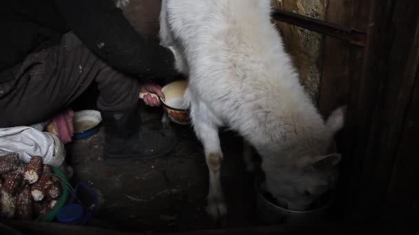 ヤギを搾乳する老婦人 村の小さな農場でヤギと健康的で自然な食事 — ストック動画