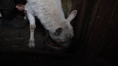 Yaşlı bir kadın bir keçi sağıyor, evde keçi küçük çiftlik ve köyde sağlıklı ve doğal diyet