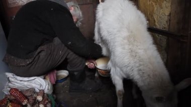 Yaşlı bir kadın bir keçi sağıyor, evde keçi küçük çiftlik ve köyde sağlıklı ve doğal diyet