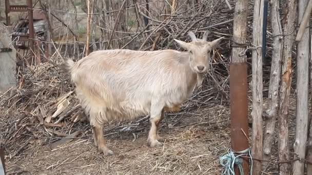 長い髪と湾曲した角を持つ大人の光ヤギは 小さな農場でワトルの背景に干し草を噛む — ストック動画