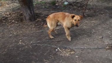Zincirli köpek, kabinin yanındaki köpek, bahçedeki köpek. Köyde zincirli bekçi köpeği. Sevimli ülke onun köpek kulübesi için uzun zincir ile bağlı.