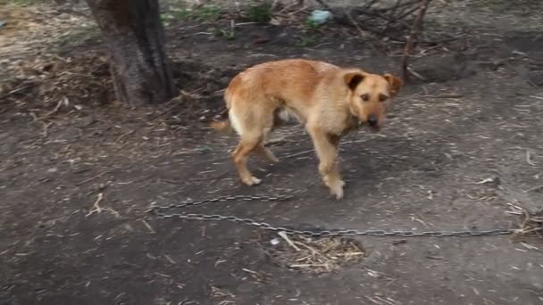 Perro Una Cadena Perro Lado Cabina Perro Patio Perro Guardián — Vídeos de Stock