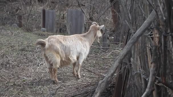 Chèvre Pâle Adulte Aux Cheveux Longs Aux Cornes Courbes Dresse — Video