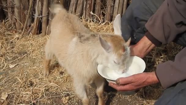 非常に年老いた病気の男は ヤギを手に持って 餌を与える便の上に座っています 村での生活自然経済の概念 — ストック動画