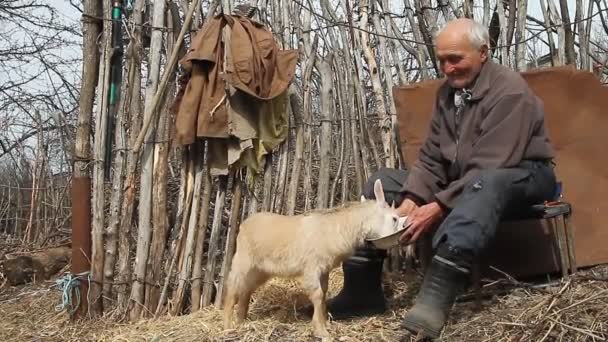 Vecchio Malato Siede Uno Sgabello Con Mano Una Capra Che — Video Stock