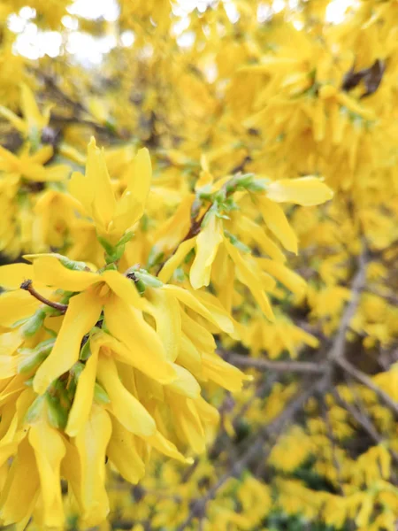 Forsythia blommor närbild blommande i Spring Garden Bush, Golden Bell, Border Forsythia — Stockfoto