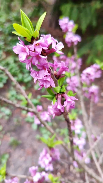 Lilac wild rosemary in a Botanical Garden, one of the first flowers in spring, soft focus — Stock Photo, Image