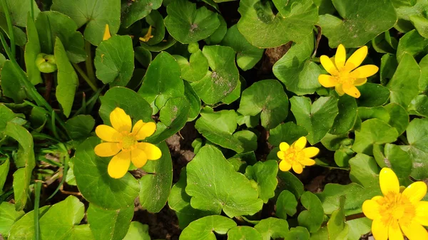 Gele boterbloem Bloeit in een Botanische Tuin een van de eerste bloemen in het voorjaar — Stockfoto