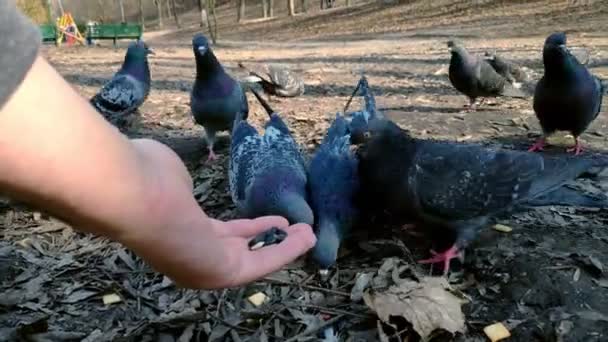 Fechar Macho Mão Alimentando Bando Pombos Parque Primavera — Vídeo de Stock