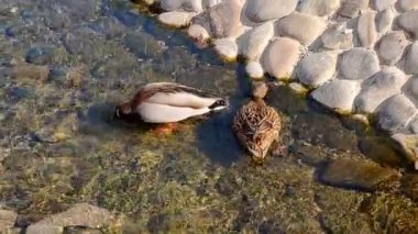 İki ördek erkek ve kadın yüzmek ve güneşli bir günde parkta bir kanal üzerinden dalış.