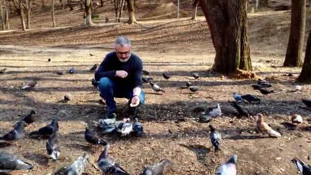 白髪のあごひげの男が春に公園で鳩の群れを養う — ストック動画