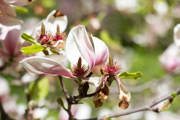 Belles fleurs printanières magnolia fleurissant sur fond de nature floue, mise au point sélective — Photo