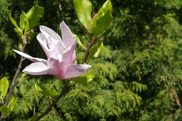 Vackra vårblommor Magnolia blomstrar över suddig natur bakgrund, selektiv fokus — Stockfoto