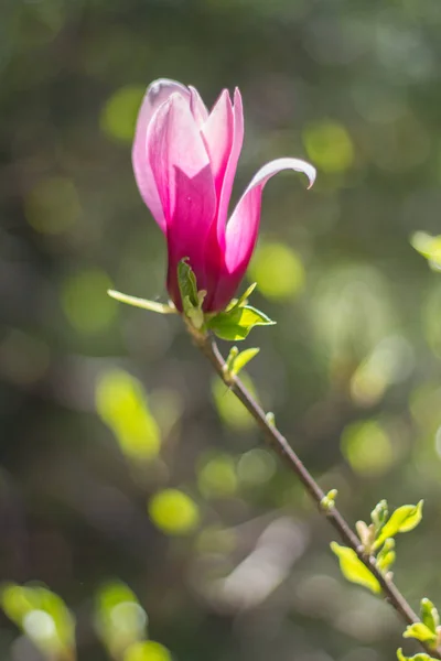 Belles fleurs printanières magnolia fleurissant sur fond de nature floue, mise au point sélective — Photo