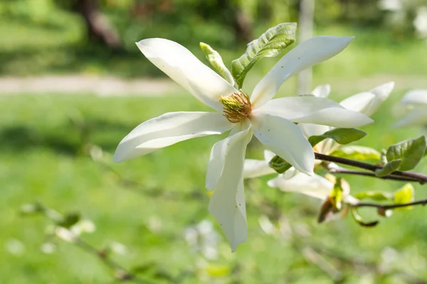 Closeup of a blooming bud of a white magnolia on a branch against a green garden, selective focus — Stock Photo, Image