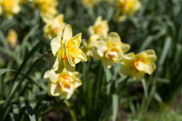 Nahaufnahme von Blumenbeet mit gelben blühenden Narzissen Hintergrund oder Konzept — Stockfoto