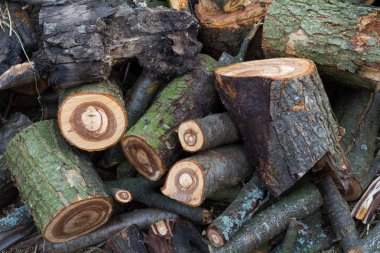 Kışın ev ısıtma için hazırlanıyor, çiftlik bahçesinde doğranmış yakacak odun büyük bir yığın yatıyor