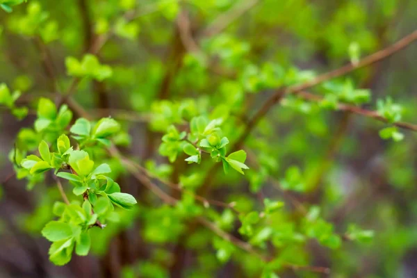 Bokeh abstrakt gröna lövmönster natur grön bakgrund. — Stockfoto