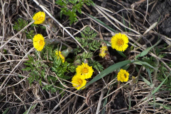 De eerste paardebloemen blokte in het voorjaar door de laatste jaren verdord gras, achtergrond of concept — Stockfoto