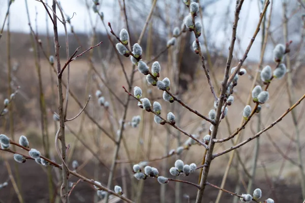 En närbild av en vide blomma, Willow katkins, selektiv fokus, påsk bakgrund eller koncept — Stockfoto