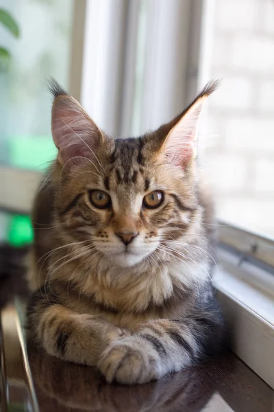 Μια φωτογραφία ενός γάτας του Μέιν Κουν που κάθεται σε ένα περβάζι κοντά σε ένα ανοιχτό παράθυρο — Φωτογραφία Αρχείου