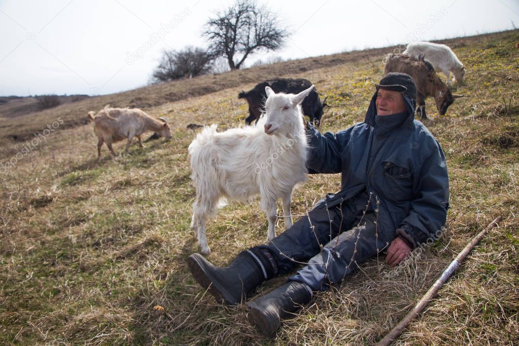 An old man in messy clothes is sitting on a hill and herding a flock of his own goats against the backdrop of withered nature