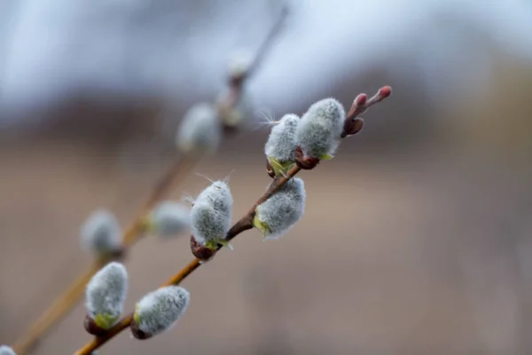 En närbild av en vide blomma, Willow katkins, selektiv fokus, påsk bakgrund eller koncept — Stockfoto