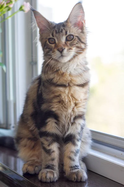 Uma foto de um gatinho Maine Coon sentado em uma soleira da janela perto de uma janela aberta — Fotografia de Stock