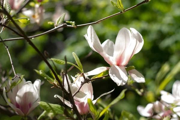 Lindas flores de primavera magnólia florescendo sobre fundo natureza turva, foco seletivo — Fotografia de Stock
