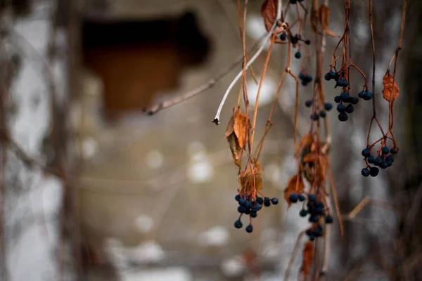 Purpurrote getrocknete Zweige von wilden Trauben mit Beeren und Blättern selektiver Fokus Hintergrund oder Konzept — Stockfoto