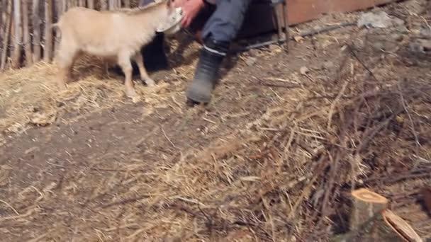 Very Old Sick Man Sits Stool Holding Goat His Hands — Stock Video
