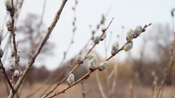 Eine Nahaufnahme Einer Weidenblüte Weidenkätzchen Selektiver Fokus Osterhintergrund Oder Konzept — Stockvideo