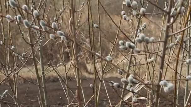 柳の花 柳のカトキン 選択的な焦点 イースターの背景や概念のクローズアップ 春の枝柳のアザラシ 柳の木の春のつぼみ — ストック動画