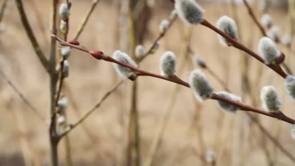 Bir Söğüt Çiçeği Söğüt Katkins Seçici Odak Paskalya Arka Plan — Stok video