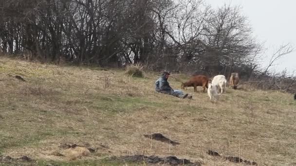 乱雑な服を着た老人が丘の上に座り 枯れた自然を背景に自分のヤギの群れを集める — ストック動画