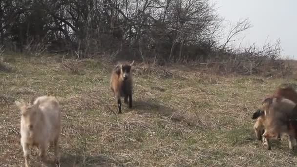 Vieil Homme Vêtements Salissants Est Assis Sur Une Colline Élevant — Video