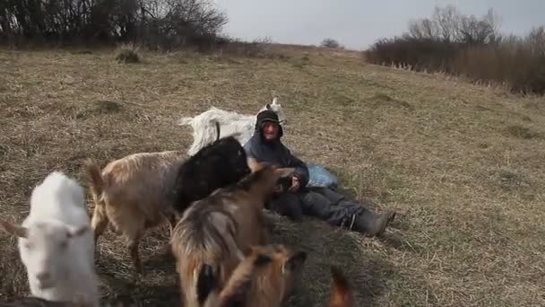 Starzec Niechlujny Ubrania Siedzi Wzgórzu Pasterskich Stada Własnych Kóz Tle — Wideo stockowe