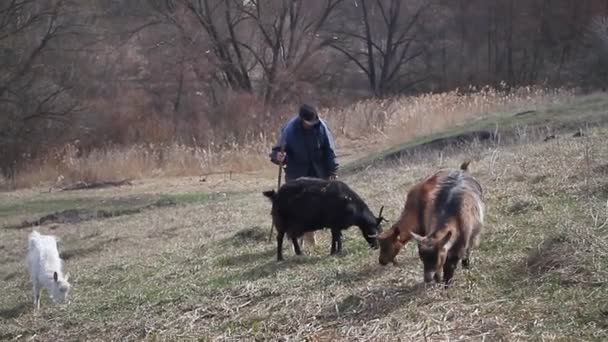 乱雑な服を着た老人は 枯れた自然を背景に自分のヤギの群れと彼の家に牧草地から来る — ストック動画