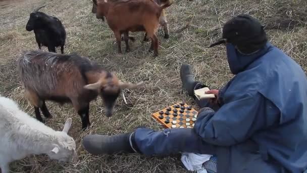 Vecchio Abiti Disordinati Siede Una Collina Giocare Dama Pascolando Gregge — Video Stock