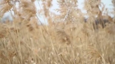 Vahşi Otların Gökyüzüne Karşı Rüzgardan Sway'in Yakın Çekimi. Baharda Rüzgar Sways Grass. Seçici odaklama.
