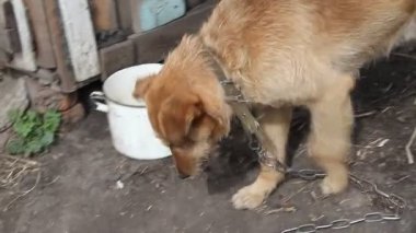 Bahçede çalışan bir zincir üzerinde büyük bir kahverengi köpek ve kamera içine bakar, korumaları ve evi korur.