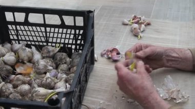 Yaşlı kadınlar el leri eleme ve sarımsak soyma pişirme veya dışarıda toprağa dikim önce yakın çekim, eski bir çiftlikte yaşam