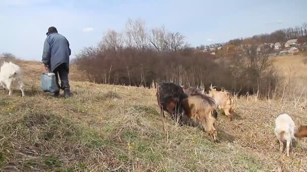 Vieil Homme Vêtements Salissants Vient Pâturage Maison Avec Troupeau Ses — Video