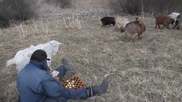 乱雑な服を着た老人が丘の上に座ってチェスをし 枯れた自然を背景に自分のヤギの群れを放牧している — ストック動画
